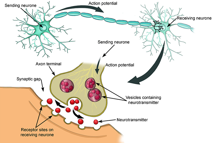 Diagram showing how a neurone sends the signal to the next cell through neurotransmission